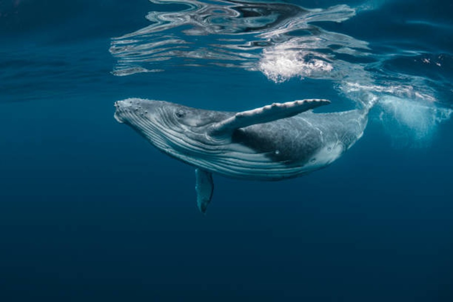 Bitcoin Whale-Retail Delta Drops To ETF-Era Lows As Smart Money Turns Cautious Bitcoin Whale-Retail Delta Drops To ETF-Era Lows As Smart Money Turns Cautious